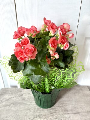 Begonia from Aladdin's Floral in Idaho Falls